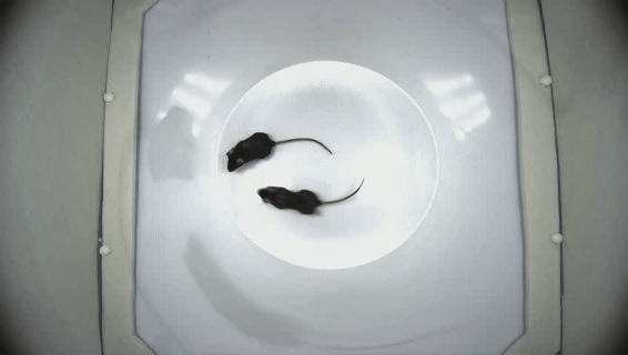 单向头面部嗅探